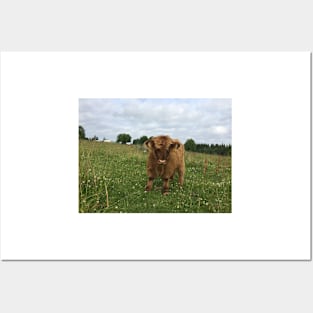 Scottish Highland Cattle Calf 1474 Posters and Art